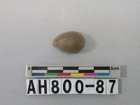 藏品(貝類)的圖片